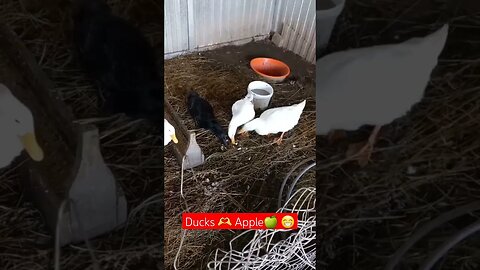 One Thing you DON'T know about Ducks🍏😁|#shorts #short #food #farming #shortvideo #shortsvideo #viral