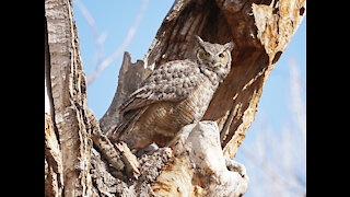 Great Horned Owls Nest - 31 March 2021