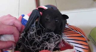 Flaggermus blir reddet etter å ha blitt fanget i et nett