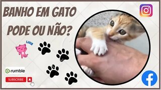 Banho no seu gatinho entenda melhor isso!