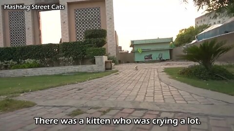 Abandoned kitten stops people to get attention but they're busy in their activities.