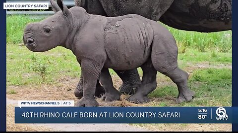 Lion Country Safari welcomes adorable baby rhino