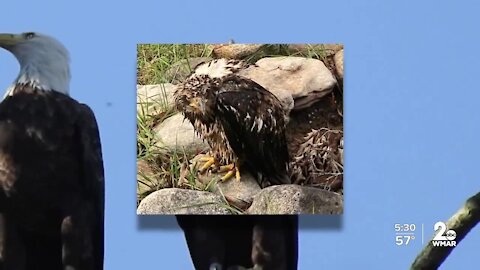 Young bald eagle shot and killed on Eastern Shore