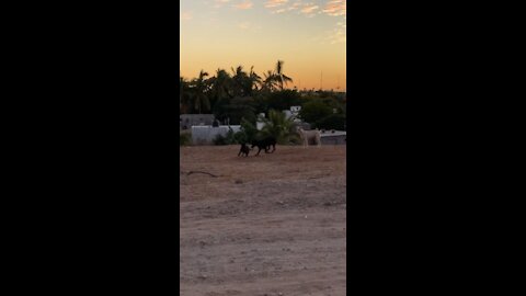 Cute puppies playing in Mexico