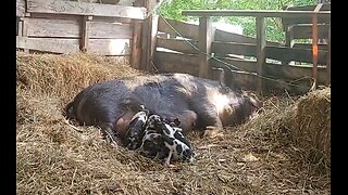 Piglets 2 Tuesday night May 21, 2024 Baby piglets update!