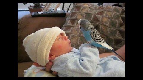 Cute Bird Falling in Love with Baby - Funny Parrots and Babies Compilation