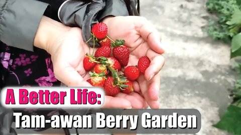 Tam-awan Berry Garden Baguio City - A Better Life