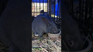 American Blue Rabbit Eating His Lunch