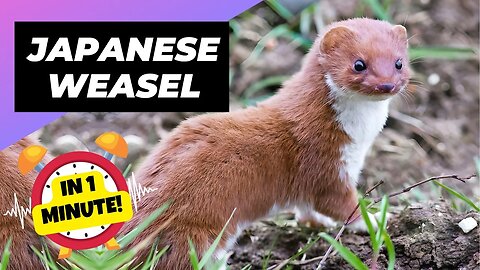Japanese Weasel - In 1 Minute! 🦫 One Of The Cutest And Most Exotic Animals In The Wild