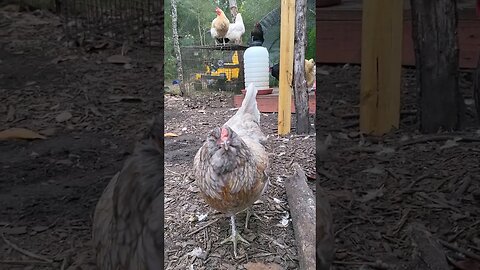 Love Seeing The Little One Integrate With The Flock #chickenlife #chickenshorts #chickens