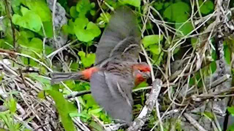 IECV NV #280 - 👀 Red Headed Male House Finch 🐤4-25-2017