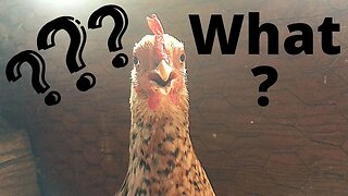 Chickens are always complaining about something