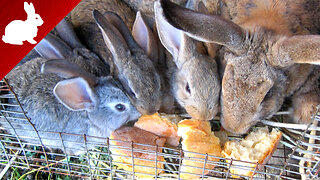 Rabbits - Feeding - Bread