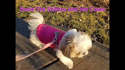 Rosie The Shihtzu And Her Coats