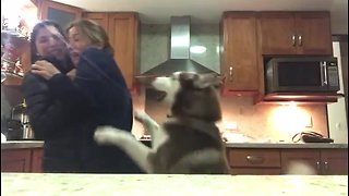 Needy Husky Gets Super Jealous Of People Hugging