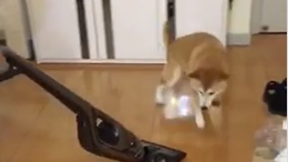 Dog struggles to escape vacuum on slippery floors