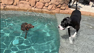 Great Dane Supervises GSP Pointer Dog's Swim & Lizard Patrol Fun