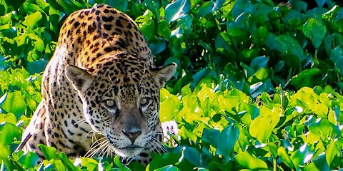 beautiful jaguar