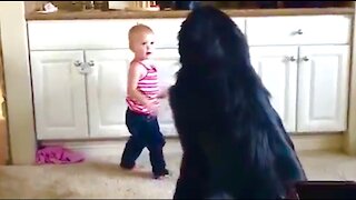 Toddler shows her huge Newfie puppy her toys