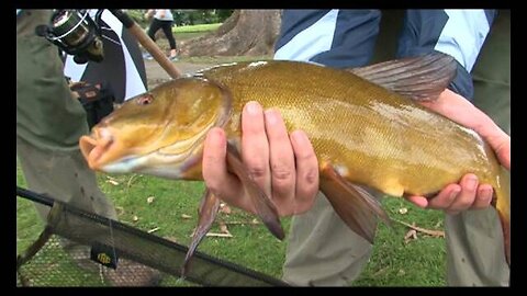 Tagging Tench - Coarse Fishing part 3