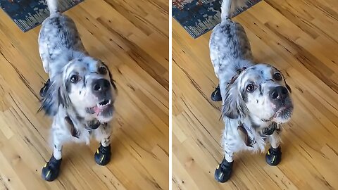 Doggy Tries Walking In His New Snow Boots