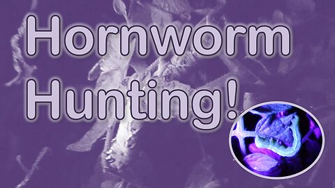 Hornworm Hunting (Blacklight)