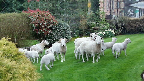 When The Sheep Discover The Lawn