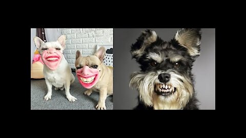 😍😍Funny Dogs Videos 2020. Try Not To Laugh😂 in This Hilarious Puppies Compilation 2022.