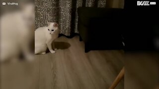 Un chaton ninja effraie un chat adulte!