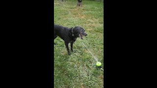 A dog and her sprinkler!