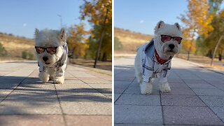 Is this the coolest pup ever?