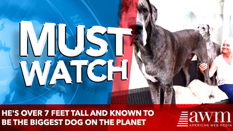 The story of Freddy: He's over 7 feet tall and known to be the biggest dog on the planet