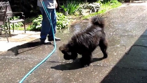 Chow Chow dog who loves to play with water