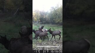 ELK RUT 2021 on the Homestead