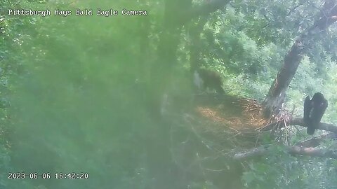 Hays Eagles H20 jumps up the Slingshot Branch after Blue Jay 6623 16:42