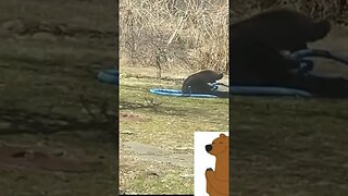 Watch Bear plays with soccer ball, climbs on trampoline in New York yard#shorts