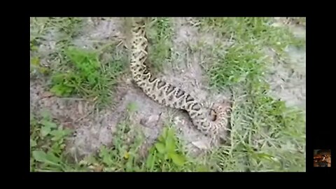 Rattle Snake Rescued from my Yard and Released