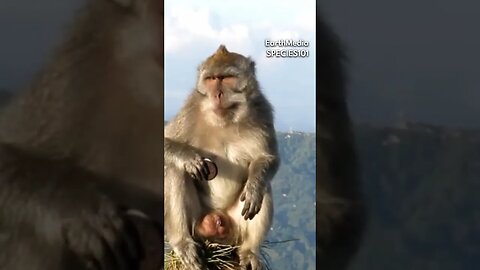 Monkey Knows How to Eat Oreo Feat. Joe Rogan