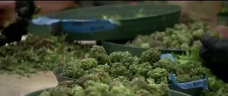 Lawsuit alleges bias in marijuana licensing in NV