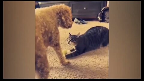 Funniest Cats and Dogs- Funny Animals- Funny Pets. Video # 65