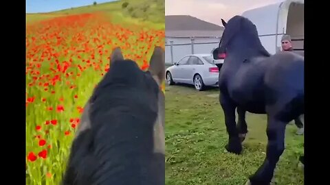 Perfect view while riding a friesian horse