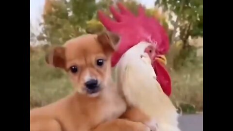 Cute Dog puppy play with cock