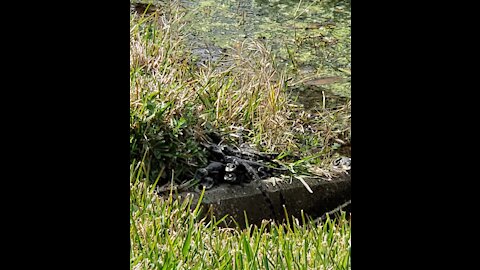 Baby alligators!!! Mamma took a swimming break pt2