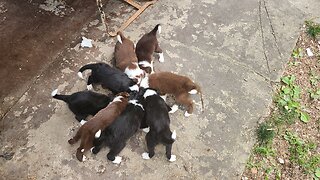 Playful Border Collie Puppies