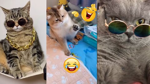Cat Hilarious Comedy video🐈😺