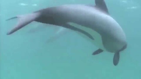 Saving Maui's dolphins