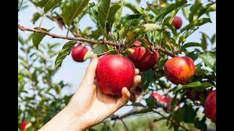 These Kids Can't Get Enough of Dad's Apple Trick