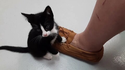 Black and White Kitten at Shelter Likes Shoelaces