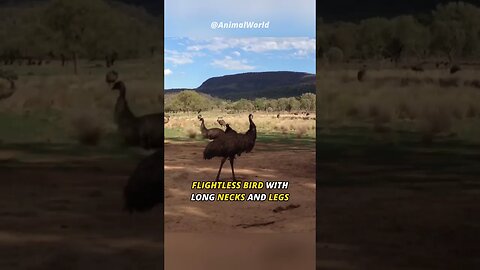 The Second Largest Bird in the World | Emu