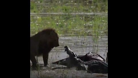 Lion vs Crocodile